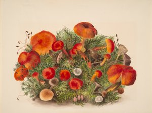 بدون عنوان - دراسة عيش الغراب ، 1880. بواسطة ماري فو والكوت