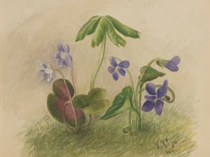 بدون عنوان ، 1874. بواسطة ماري فو والكوت