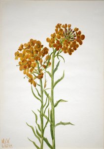 زهرة الجدار (Erysimum wheeleri) بواسطة ماري فو والكوت