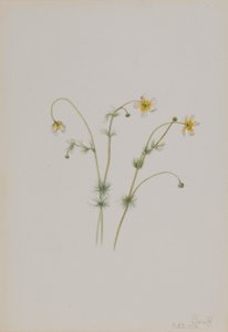 حشيشة الغراب المائية (Batrachium trichophyllum) بواسطة Mary Vaux Walcott