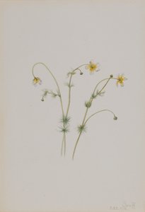 الحشرة المائية Batrachium trichophyllum ، 1918. بواسطة ماري فو والكوت