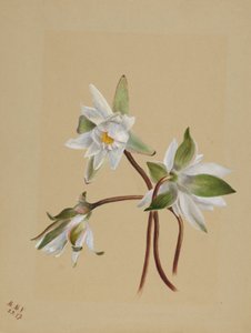 زنابق الماء (Castalia odorata) بواسطة ماري فو والكوت