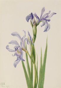 العلم الأزرق الغربي Iris Missouriensis ، 1933. بواسطة ماري فو والكوت
