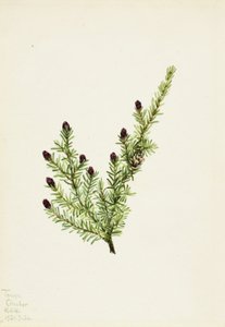 الشوكران الغربي Tsuga heterophylla ، 1924. بواسطة ماري فو والكوت
