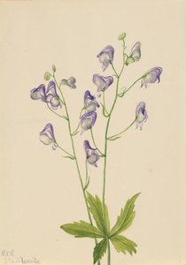 الغرب Monkshood Aconitum columbianum ، 1933. بواسطة ماري فو والكوت