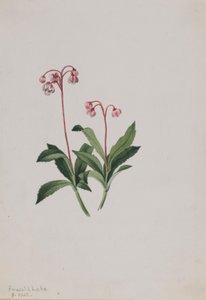 بيبسيسوا الغربية (Chimaphila umbellata) بواسطة ماري فو والكوت