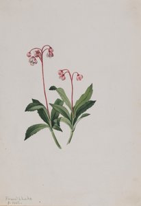 بيبسيوا الغربية Chimaphila umbellata ، 1902. بواسطة ماري فو والكوت