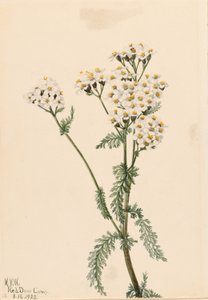 اليارو الغربي (Achillea lanulosa) بواسطة ماري فو والكوت