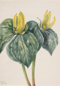 زهرة الويبورويل (Trillium hugeri) بواسطة ماري فو والكوت