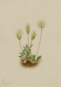 White Dryad Dryas octopetala ، 1920. بواسطة ماري فو والكوت