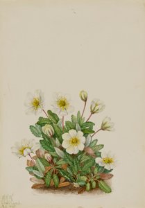 White Dryad Dryas octopetala ، 1925. بواسطة ماري فو والكوت
