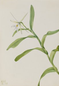 الإيبيدندروم الأبيض (Epidendrum nocturnum) بواسطة ماري فو والكوت