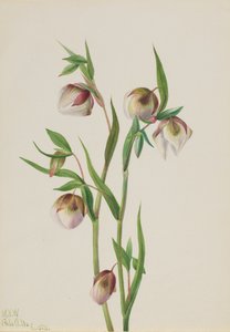 الفانوس الأبيض الجني Calochortus albus ، 1933. بواسطة ماري فو والكوت