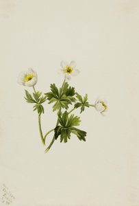 الزهرة البيضاء Trollius albiflorus ، 1899. بواسطة ماري فو والكوت