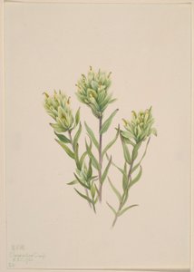 فرشاة الطلاء الهندية البيضاء (Castilleja occidentalis)