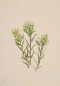 فرشاة الرسم الهندية البيضاء Castilleja occidentalis ، 1920. بواسطة ماري فو والكوت