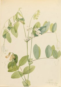البازلاء البيضاء Lathyrus ochroleucus ، 1920. بواسطة ماري فو والكوت