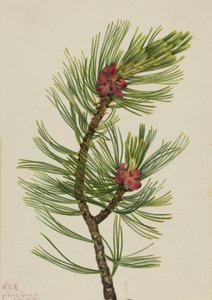 Whitebark Pine Pinus albicaulis ، 1924. بواسطة ماري فو والكوت