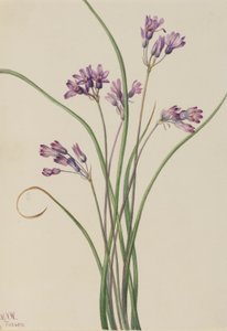 الياقوتية البرية (Brodiaea pulchella) بواسطة ماري فو والكوت