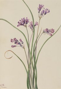 الصفير البري Brodiaea pulchella ، 1927. بواسطة ماري فو والكوت