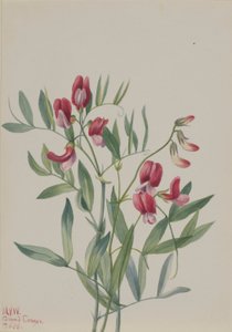 البازلاء البرية (Lathyrus decaphyllus) بواسطة ماري فو والكوت