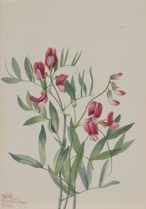 Wild Pea Lathyrus decaphyllus ، 1938. بواسطة ماري فو والكوت