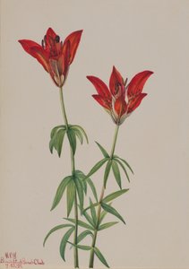 خشب الزنبق Lilium philadelphicum ، 1932 بواسطة ماري فو والكوت