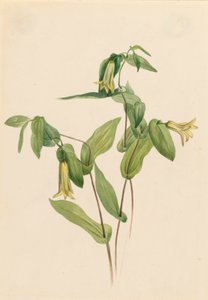 أجراس خشبية Merrybells Uvularia perfoliata ، بدون تاريخ بواسطة ماري فو والكوت