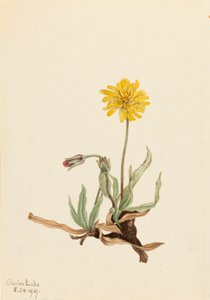 صوفي Agoseris Agoseris villosa ، 1919. بواسطة ماري فو والكوت