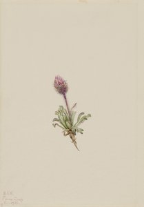 فليابان الصوفي (Erigeron lanatus)