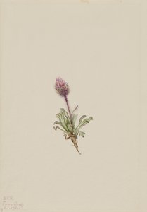 وولي فليبان Erigeron lanatus ، 1921. بواسطة ماري فو والكوت