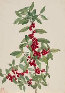 القيء Yaupon Ilex ، 1926. بواسطة ماري فو والكوت
