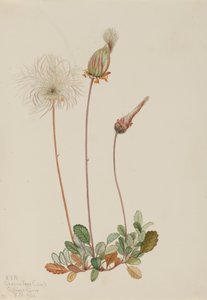 درياد الفاكهة الصفراء Dryas drummondii ، 1920. بواسطة ماري فو والكوت