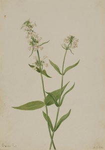 البنتستيمون الأصفر (Pentstemon confertus) بواسطة ماري فو والكوت