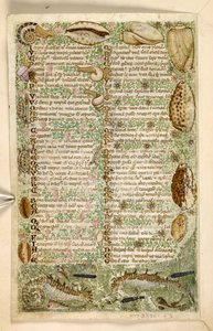 يضيف. 28841 ، ص 3: خيول البحر ، القواقع ، والأصداف ، من رسالة في الفضائل والرذائل ، وتاريخ نثر مجهول لصقلية (جزء) ، حوالي 1330-40 (ورق)