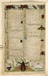 يضيف. 28841، f.4v: العث والخنافس القرنية ، من رسالة في الفضائل والرذائل ، وتاريخ نثر مجهول لصقلية (جزء) ، حوالي 1330-40 (ورق)