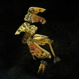 المبيد الحشري 35، 2011 (صورة فوتوغرافية من النوع C)