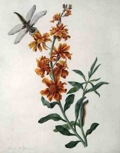 Erysium Cheiri مع اليعسوب واليرقة (ألوان مائية وغواش فوق قلم رصاص على رق) بواسطة ماتيلدا كونيرز