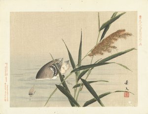 البط الغطس في القصب رسومات الزهور والطيور من Keibun- الجزء الثالث (عنوان السلسلة) Keibun kacho gafu kohen (عنوان السلسلة على الكائن) بواسطة ماتسومورا كيبون