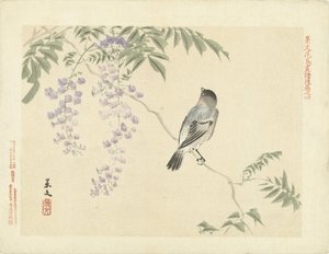 طائر على فرع الوستارية اسكتشات الزهور والطيور لكيبون - الجزء الثالث (عنوان المسلسل) Keibun Kacho Gafu Kohen (عنوان المسلسل على الكائن) بواسطة ماتسومورا كيبون