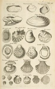 علامة التبويب الرابع عشر ، قذائف مختلفة ، رسم توضيحي من "Historiæ naturalus de quadrupetibus"