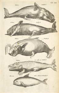 Tab XLI ، الحيتان ، رسم توضيحي من "Historiæ naturale de quadrupetibus"