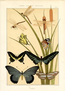 دراسات الطبيعة عن الفراشات واليعسوب (ليثو) بواسطة موريس بيلارد فيرنويل