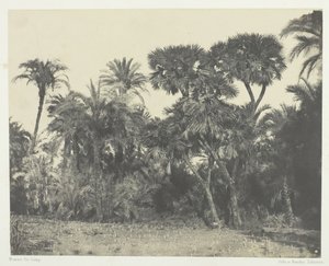 خشب نخيل التمر ونخيل دومز ، صعيد مصر ، 184951 ، طُبع عام 1852. بواسطة ماكسيم دو كامب