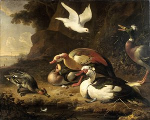 البط بواسطة Melchior d'Hondecoeter