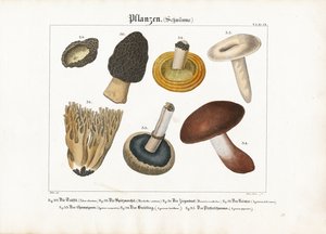 الفطر الصالح للأكل والفطر السام