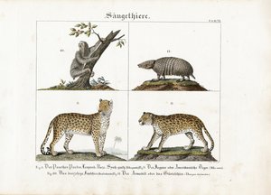 الثدييات الغريبة: القطط الكبيرة والكسلان والأرماديلو