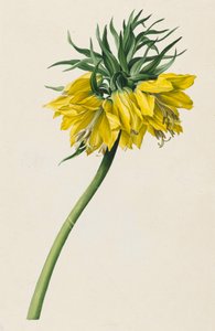 Kaiserkrone بواسطة مايكل موريتز دافينجر