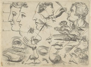 ورقة دراسة مع أمثلة للرسم: الرؤوس وأجزاء الجسم والحيوانات أمثلة الرسم (عنوان السلسلة)