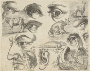 ورقة دراسة مع أمثلة للرسم: عيون ورؤوس وحيوانات أمثلة الرسم (عنوان السلسلة)